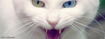 Angry Cat Facebook Animals Cover Photos