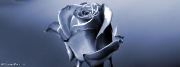 Beautiful Rose Facebook Cover Photo