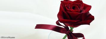 Beautiful Rose Facebook Cover
