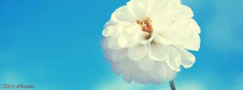 Beautiful White Flower Cover Photo Fb