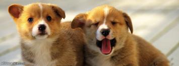 Cute And Sweet Puppy Cover Photos For Fb Timeline