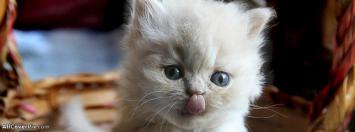Cute Funny Cat Facebook Cover