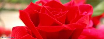 Lovely Red Rose Facebook Cover