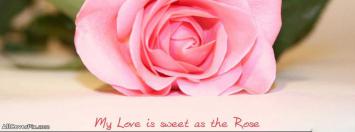 Sweet Love Rose Facebook Cover Photos