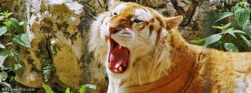 Tiger Facebook Animals Cover Photos