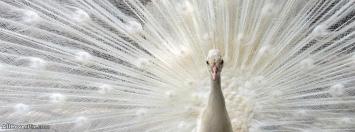 White Peacock Facebook Animals Cover Photos