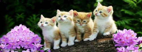 Cutest Pets Photos For Fb Cover -  Facebook Covers
