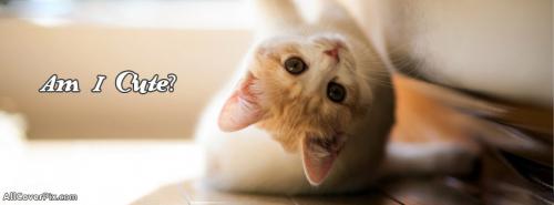 Cute Pets Photos Cover For Facebook Timeline -  Facebook Covers