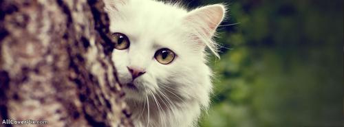 Beautiful Cat Facebook Timeline Cover Photos -  Facebook Covers