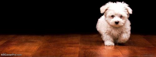 Beautiful Cute Puppy Facebook Cover Photos -  Facebook Covers