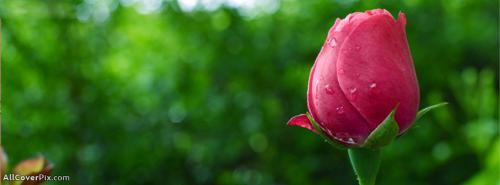 Best Beautiful Cover Photo Of Flowers -  Facebook Covers