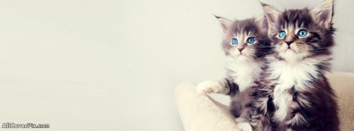 Blue Eyes Cat Facebook Cover Photos -  Facebook Covers