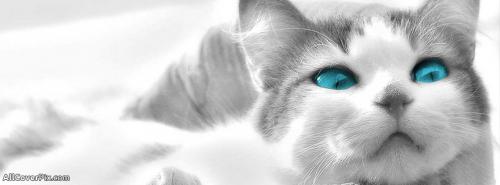 Blue Eyes Cute Cat Facebook Cover Photos -  Facebook Covers