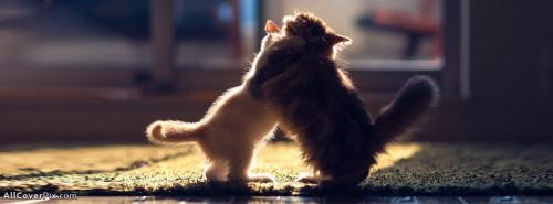 Cute Kitten Hug Facebook Timeline Cover Photos -  Facebook Covers