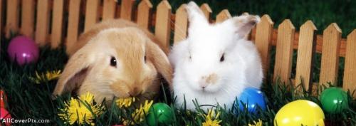 Cute Rabbit Facebook Animals Cover Photos -  Facebook Covers