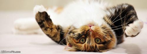 Facebook Cute Cat Cover Photos -  Facebook Covers