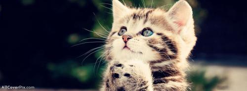 Facebook Sweet Cute Cat Cover Photo -  Facebook Covers
