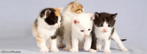 So Cute Kittens Facebook Animals Covers Photo -  Facebook Covers
